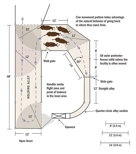 cattle loading chute dimensions|Corral and Working Facilities for Beef Cattle